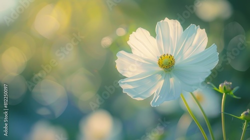 The beautiful white flower is perfect for the background, close up