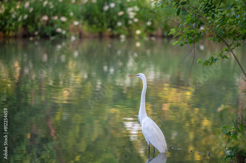 Great egret  or white heron  wading in a shallow lake in summer.
