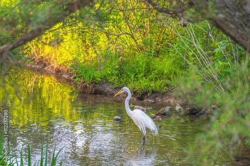 Great egret  or white heron  wading in a shallow lake in summer.