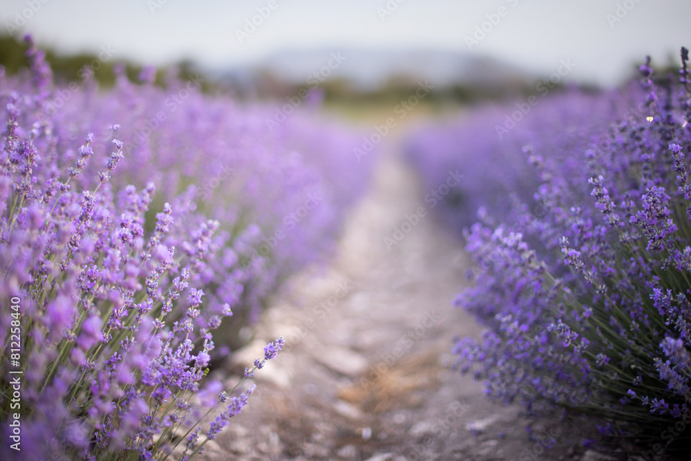 Obraz premium Lavender field at sunset. Rows of blooming lavende to the horizon. Provence region of France.