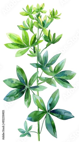 Detailed watercolor drawing of Thai Vietnamese woodruff plant with green lush foliage and delicate