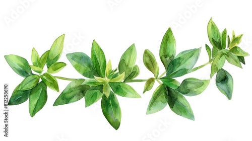 Watercolor style of Thai Vietnamese Woodruff Leaves on White Background