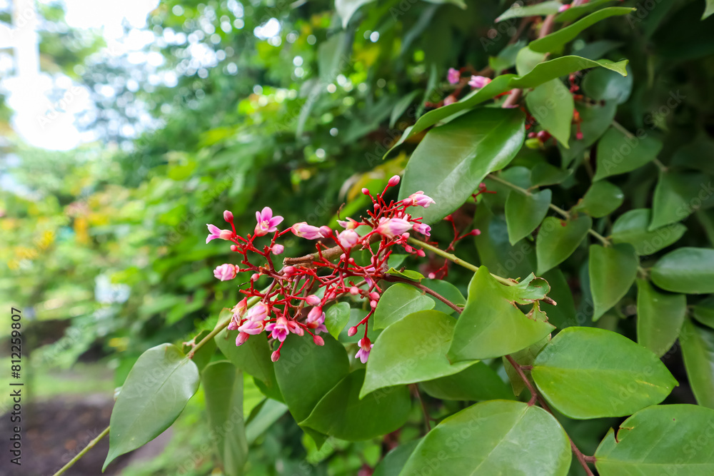 Close up star fruit or carambola flower, pink exotic flower, tropical flower Close up star fruit or carambola flower, pink exotic flower, tropical flower