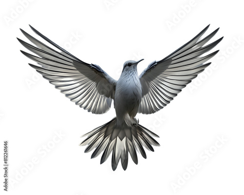 Silver bird  flying
