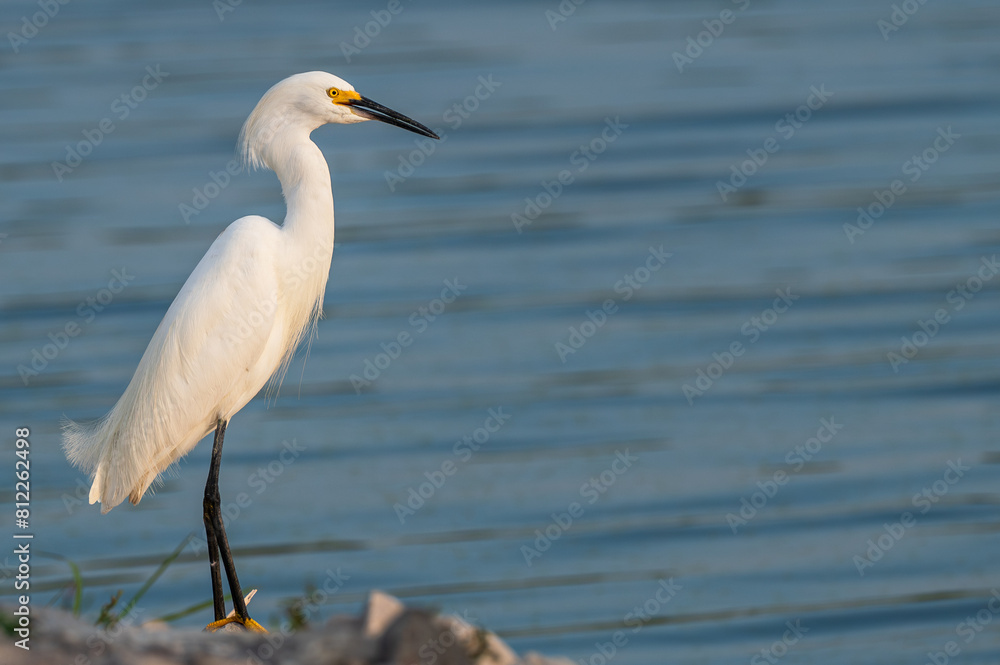Obraz premium Snowy egret in spring.