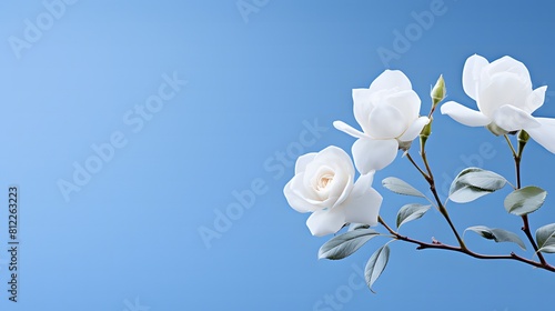 Blue-Tinged White Rose Blossom Set Against a Soft Blue Background