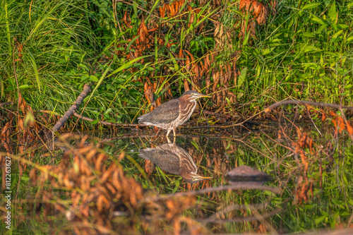 Green heron perched outdoors in spring.