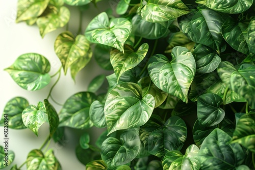 A close-up image showcasing the detail in fresh green leaves with beautiful white variegated patterns photo
