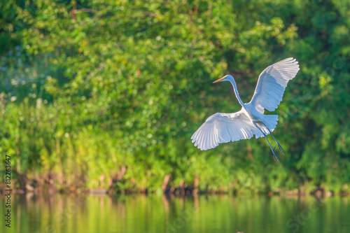 Great egret, or white heron, in spring.