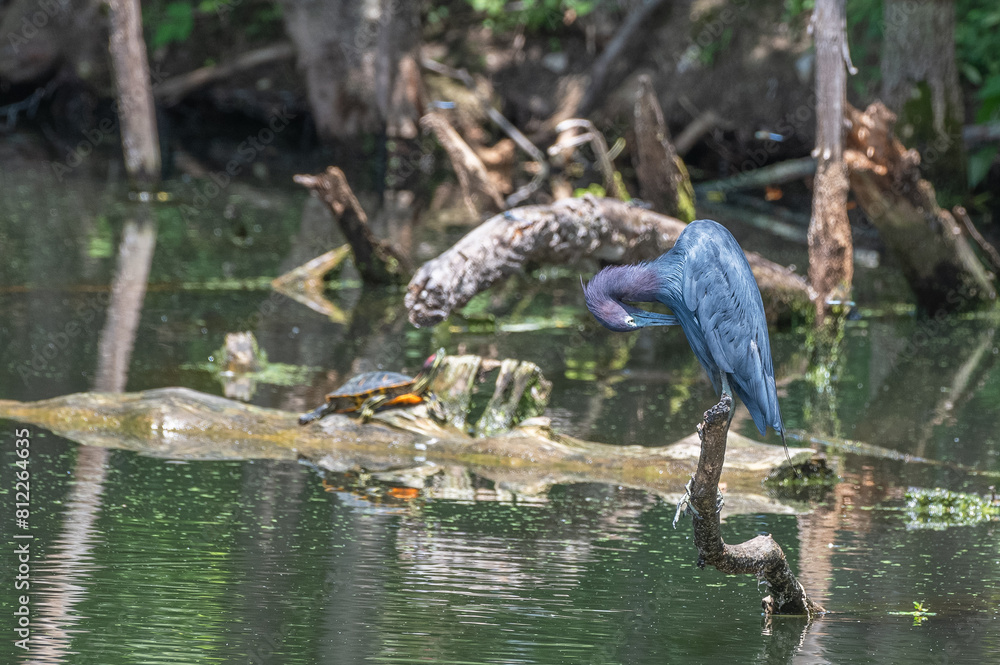 Naklejka premium Closeup of a little blue heron perched on a branch in spring.