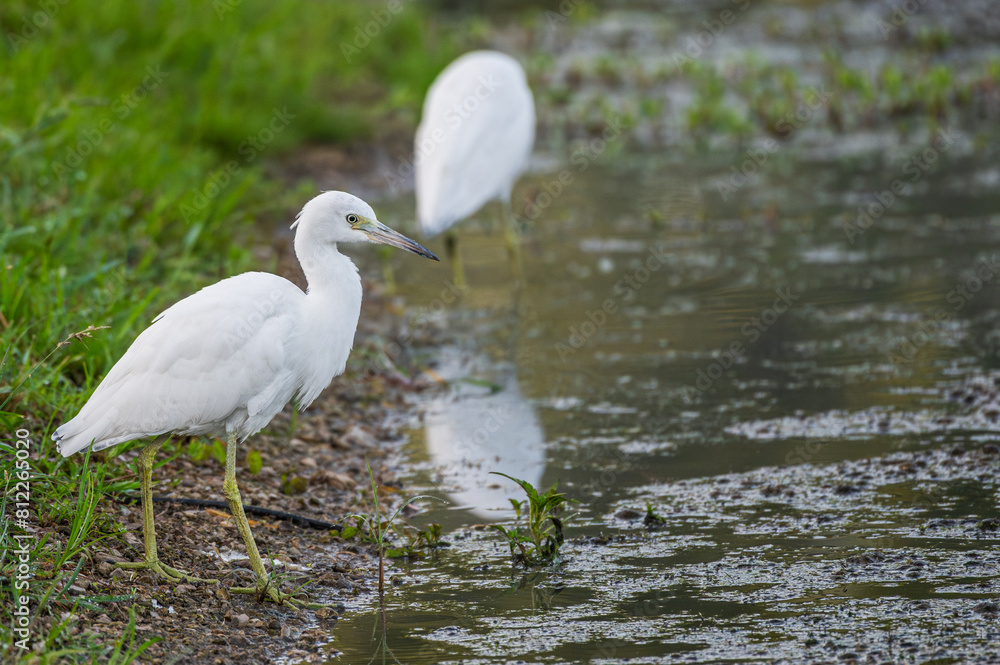 Closeup of a juvenile little blue heron with its white feathers that have yet to turn blue. Closeup of a juvenile little blue heron with its white feathers that have yet to turn blue.