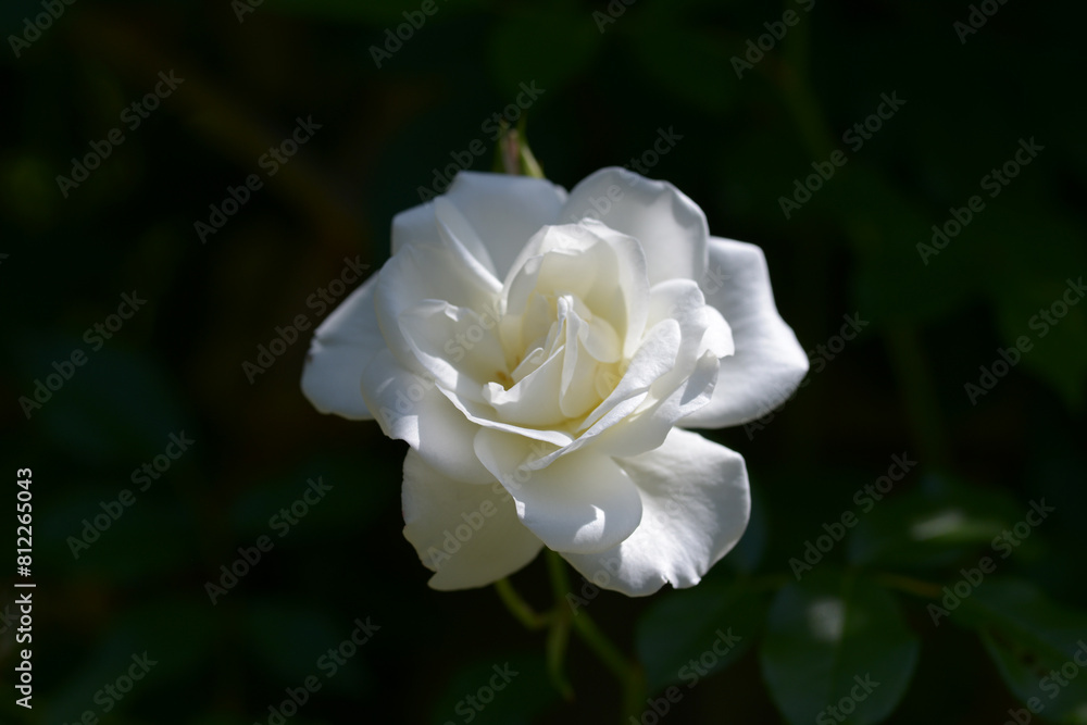 つるアイスパーク バラの花 つるアイスパーク バラの花