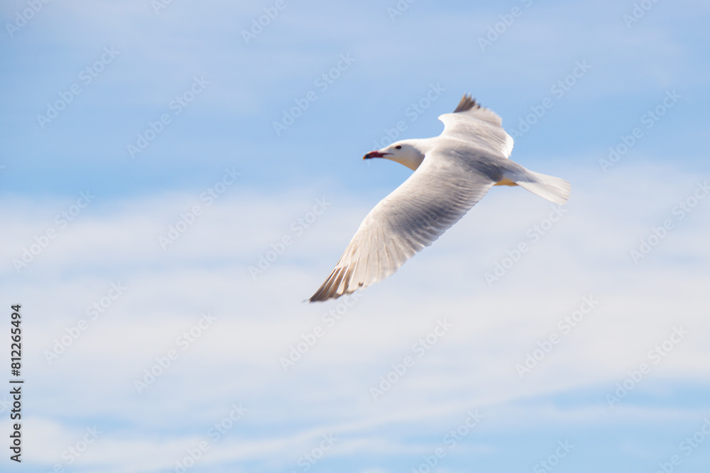 Seagull flying through the sky with wings fully spread. Andouin's gull flying in the Ebro Delta. Seagull flying through the sky with wings fully spread. Andouin's gull flying in the Ebro Delta.