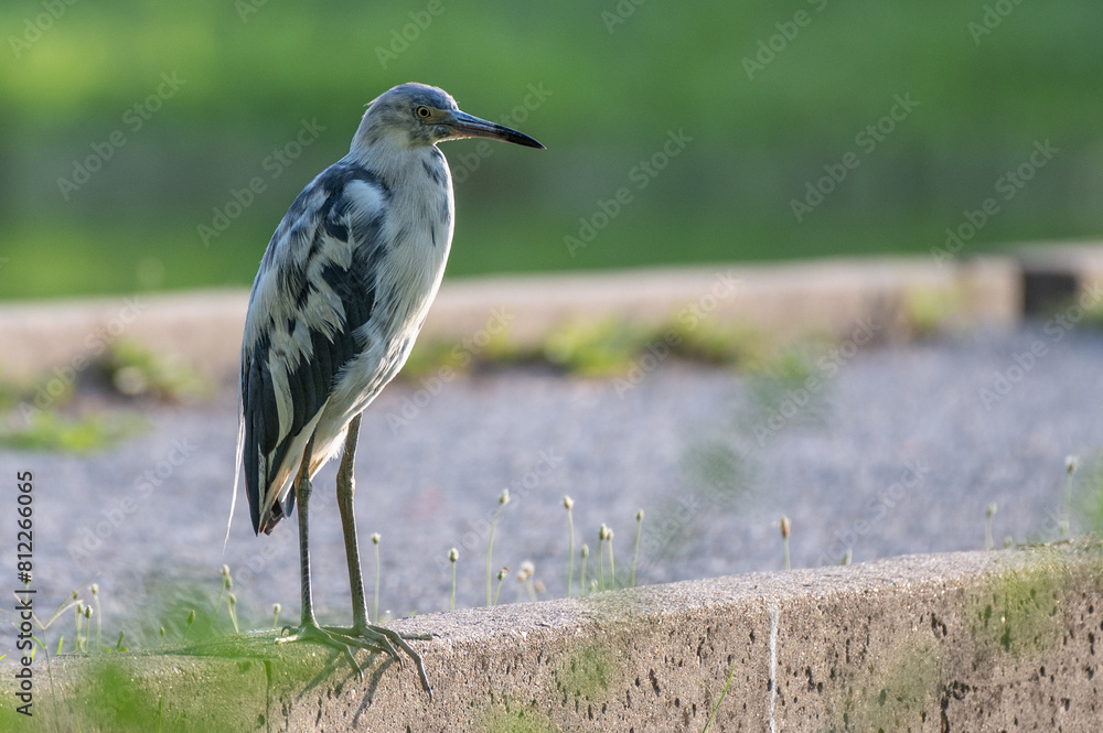 Fototapeta premium Closeup of a juvenile little blue heron with its white feathers that have yet to turn blue.