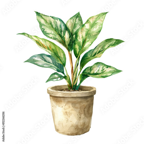 aglaonema in pot vector illustration in watercolor style photo