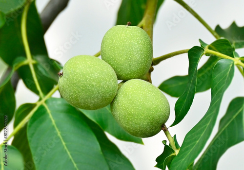 Walnut tree (Juglans regia) with fruit photo