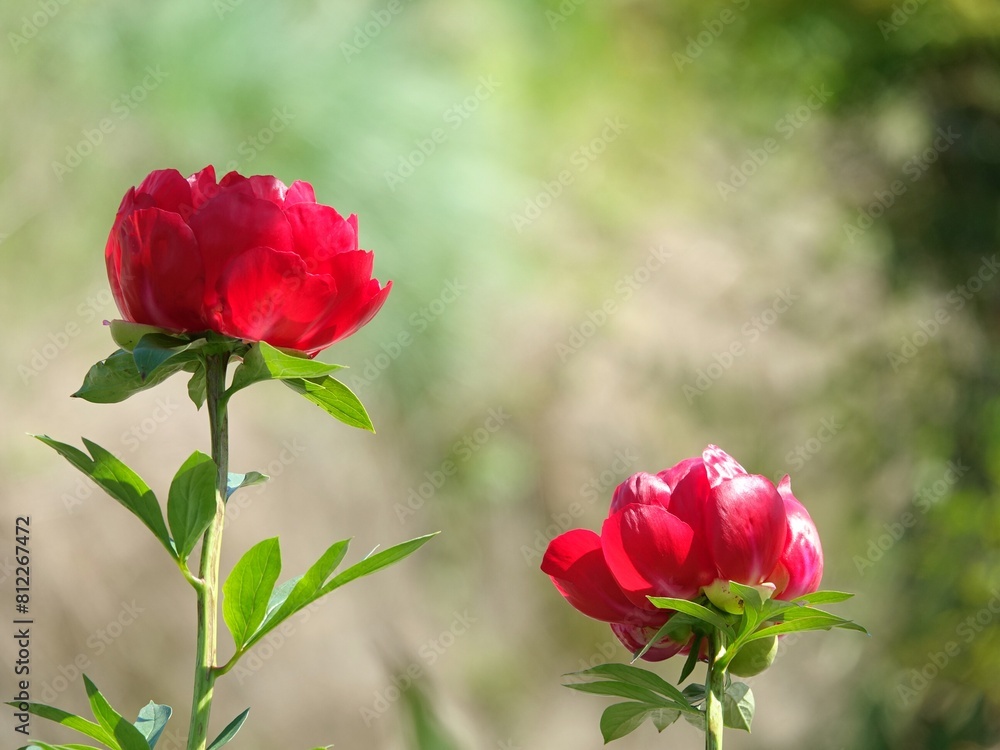 Obraz premium 芍薬