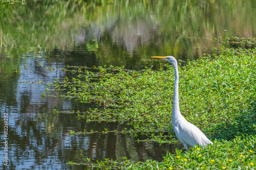 Great egret  or white heron  perched on a branch.
