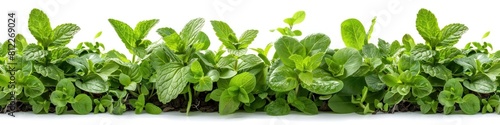 Green Water Mint Leaves Natural Healthy Isolated on White Background for Culinary and Wellness photo