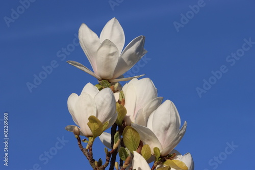 Sweden. Magnolia denudata, the lilytree or Yulan magnolia, is native to central and eastern China. It has been cultivated in Chinese Buddhist temple gardens since 600 AD.    photo