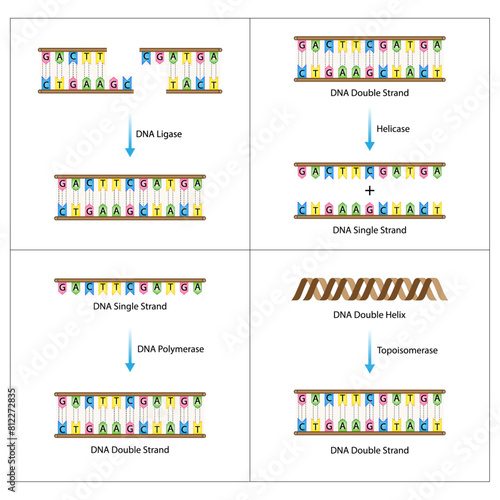 DNA ligase, helicase, polymerase and topoisomerase enzymes. Scientific Design. Vector Illustration.