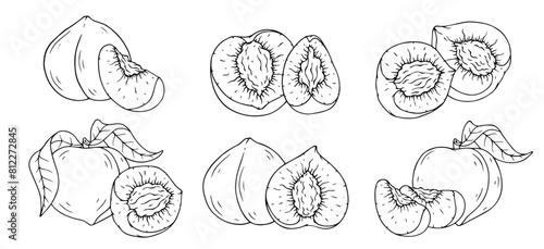 A set of linear sketches, contours of a peach and pieces of fruit. Vector graphics.