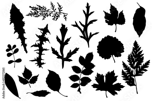Set of silhouettes and stamps of various leaves.Vector graphics.