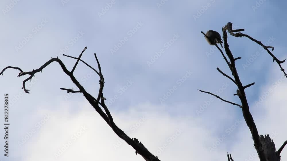 whiskey jack or gray jay sitting at top of dead tree, a tree branch with a white background whiskey jack or gray jay sitting at top of dead tree, a tree branch with a white background