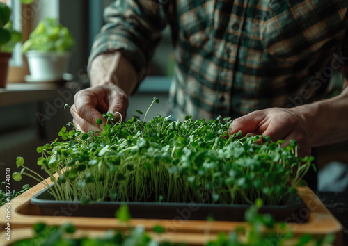 A plastic tray with microgreens with pea sprouts in the hand is held by a man. Healthy Eating Concept