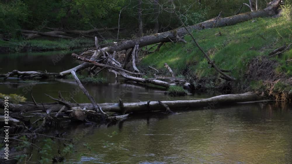 Fallen trees lie across the meandering stream of the forest river, creating a wild scene in the shady, wooded riverside. This natural beauty unfolds typically from spring to summer. Fallen trees lie across the meandering stream of the forest river, creating a wild scene in the shady, wooded riverside. This natural beauty unfolds typically from spring to summer.