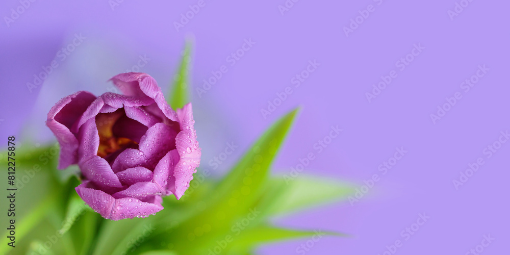Close up photo of tulip flowers with macro detail. Beautiful violet flower with water drops on petals on purple background. Greeting card with free space for text. Shallow depth of field Close up photo of tulip flowers with macro detail. Beautiful violet flower with water drops on petals on purple background. Greeting card with free space for text. Shallow depth of field