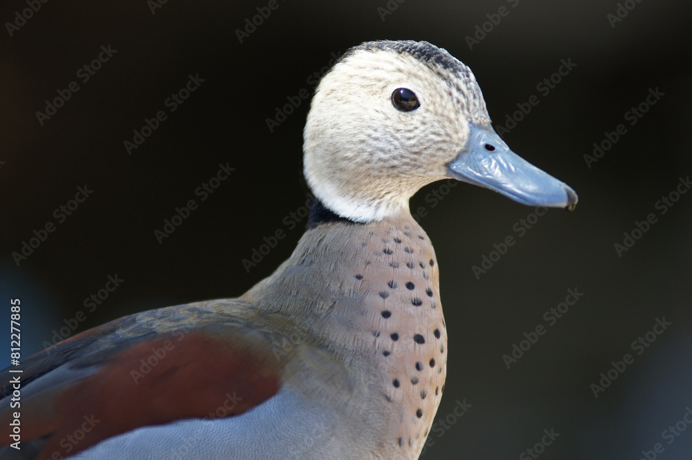 North American Duck