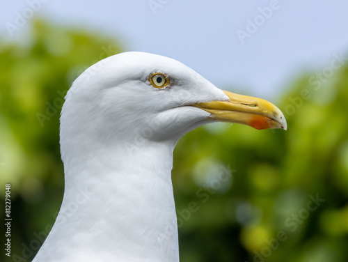 Close up head shot of a herring gull