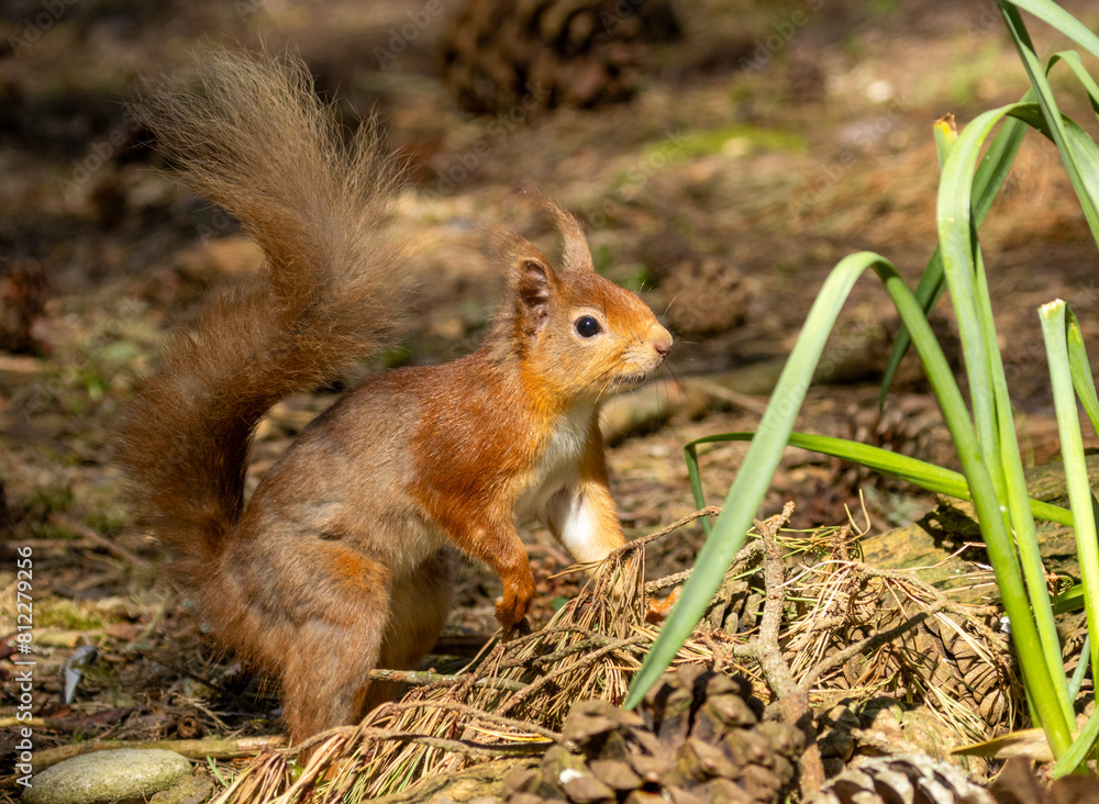 Curious little red squirrel in the woodland Curious little red squirrel in the woodland