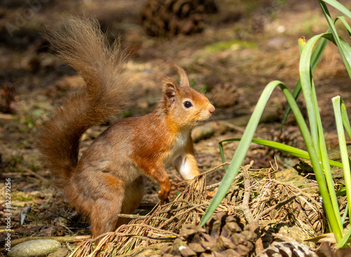 Curious little red squirrel in the woodland 