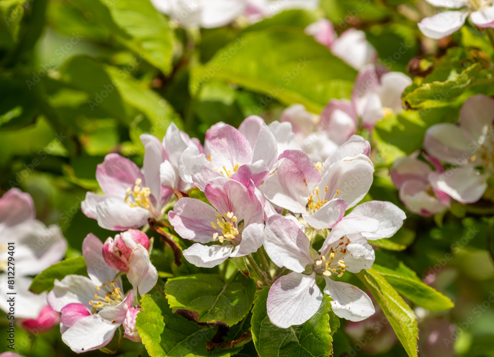 Fototapeta premium tree blossom