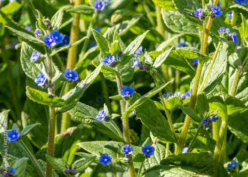 Wild violet flowers in the sunshine  photo