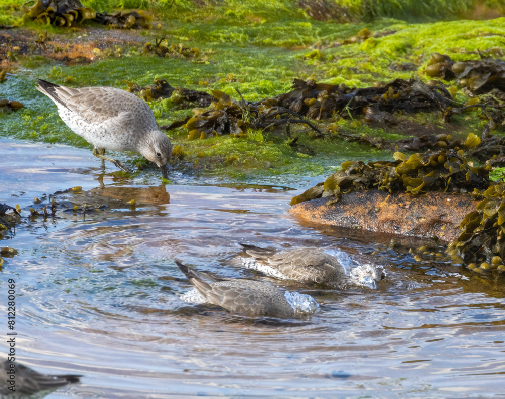 Fototapeta premium Knot wading birds on the coast