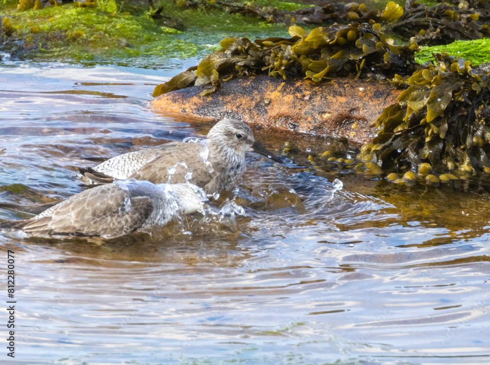 Two red knot wader birds bathing in a rock pool