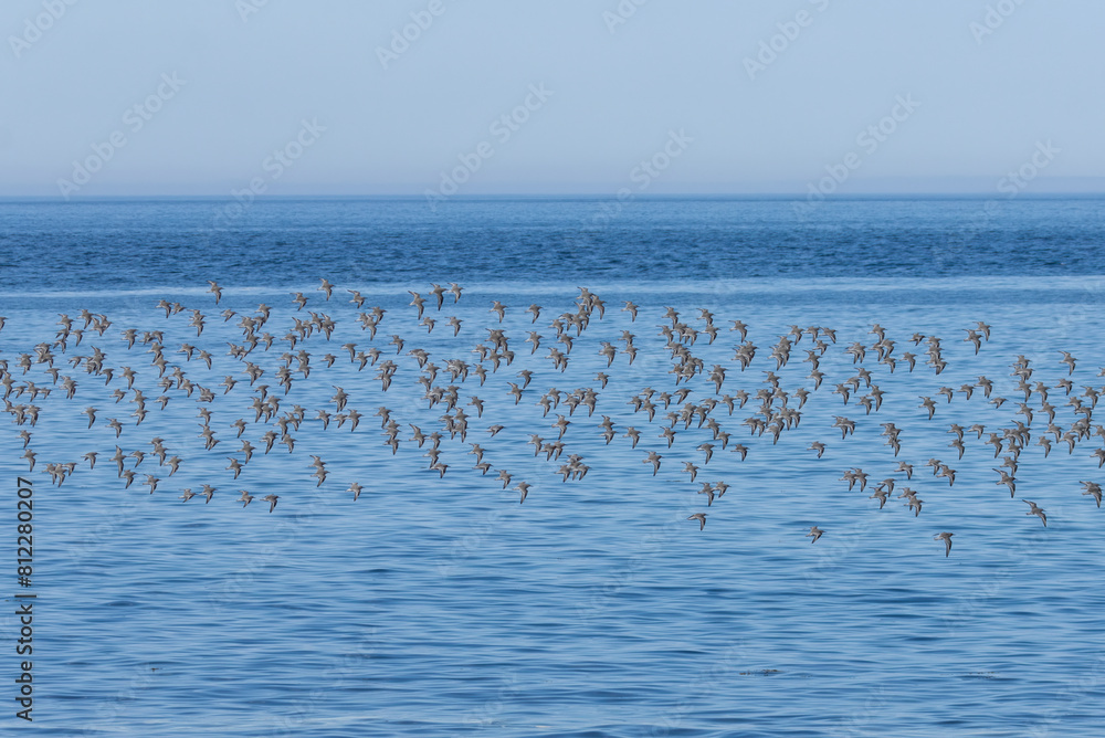 Large flock of red knot wading birds in flight over the ocean by the coast