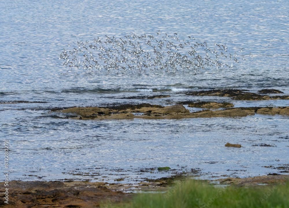 Large flock of red knot wading birds in flight over the ocean by the coast Large flock of red knot wading birds in flight over the ocean by the coast