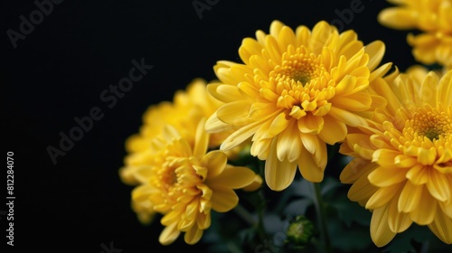 Chrysanthemum flowers in the autumn against a black backdrop