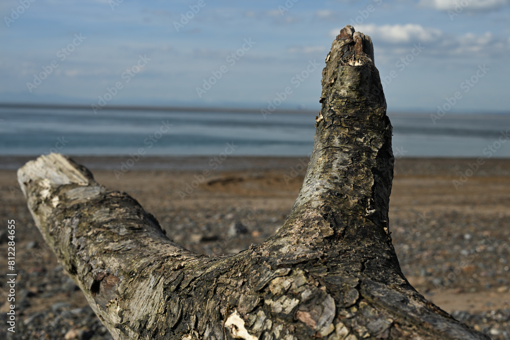 Drift wood