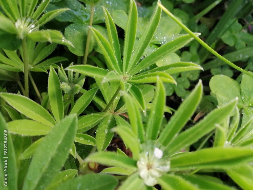 水玉 水玉