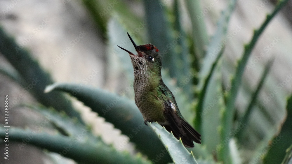 Fototapeta premium Colibrí picaflor (Sephanoides sephaniodes) Posado en Planta de Aloe Vera. / Hummingbird.