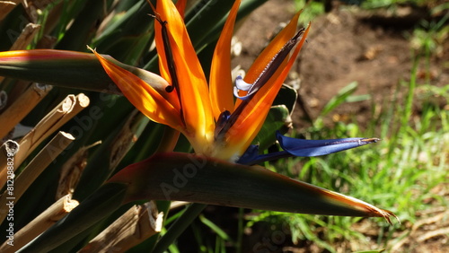 Ave del paraíso Strelitzia reginae.
Hábitat: Sur de África, El Cabo. / Bird Of Paradise.