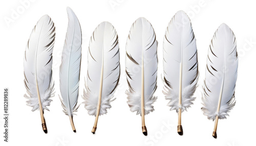 feathers four white feather bird single chicken individual object waft light smooth fragile concept person dream purity animal cygnet fluffy gravity effortless strand imagination lightly isolated photo