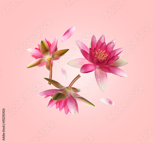 Beautiful lotus flowers and petals flying on pink background