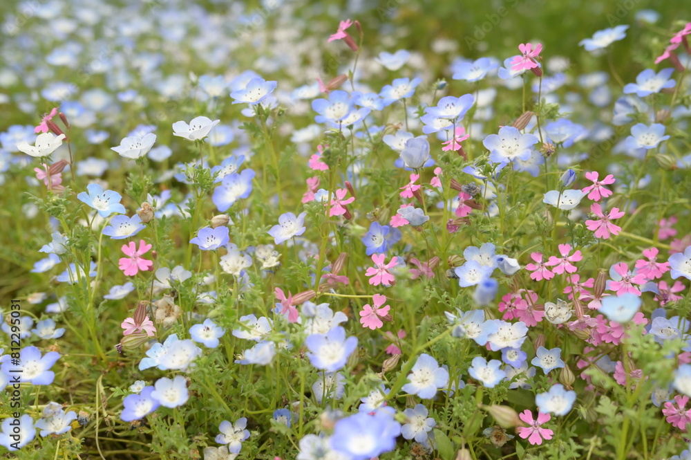 Blooming flowers in spring in Japan Blooming flowers in spring in Japan