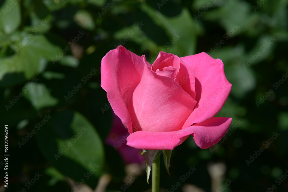 パヒュームデライト バラの花 パヒュームデライト バラの花